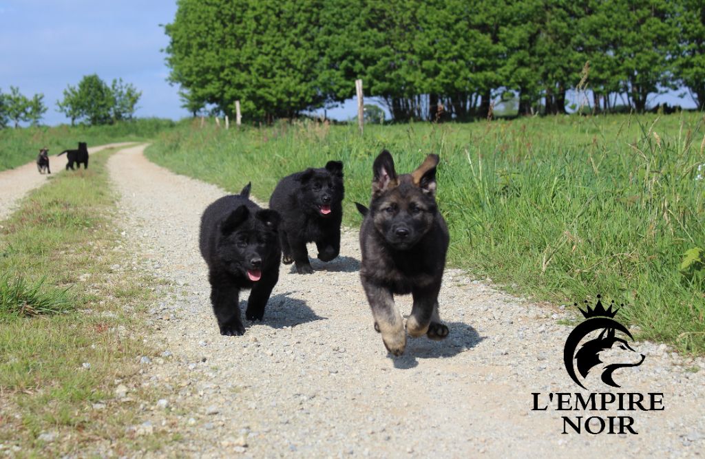 chiot Berger Allemand De L'Empire Noir