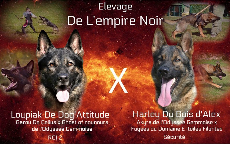 Portée 2018 : Harley du Bois d'Alex X Loupiak de Dog' Attitude